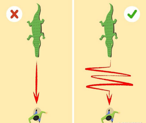Để sinh tồn: Cách chạy thoát khỏi sự truy đuổi của cá sấu: